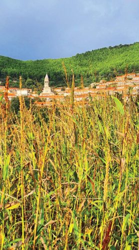 SMOKVICA - Ivo Cetinić